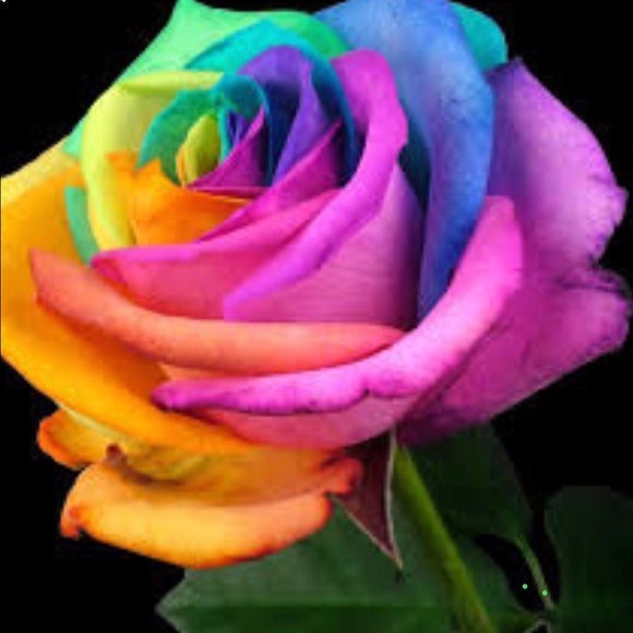 rosepetals88
